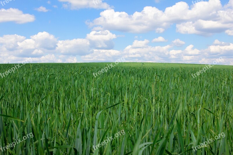 Field Green Nature Grass Summer