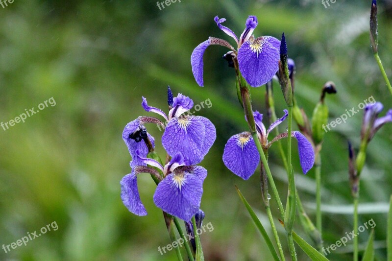 Irises Flowers Summer Flowers Beautiful Nature