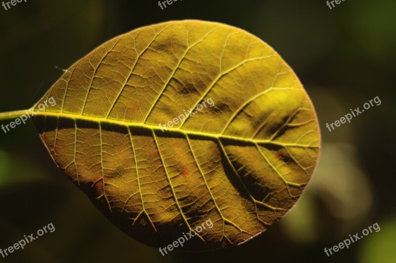 Leaf Backlit Backlight Closeup Nature