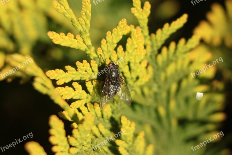 Fly House Fly Insect Nature Closeup