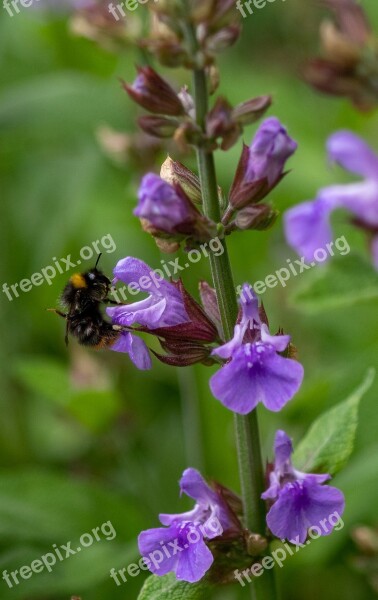 Hummel Insect Blossom Bloom Nature