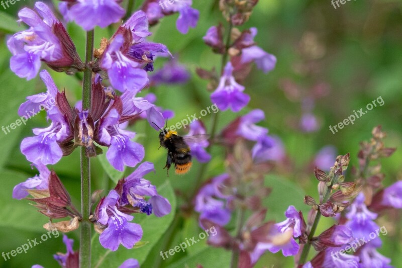 Hummel Insect Blossom Bloom Nature