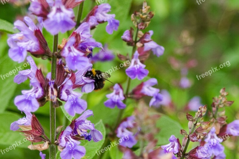 Hummel Insect Blossom Bloom Nature