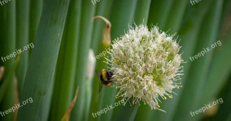 Hummel Onion Insect Blossom Bloom