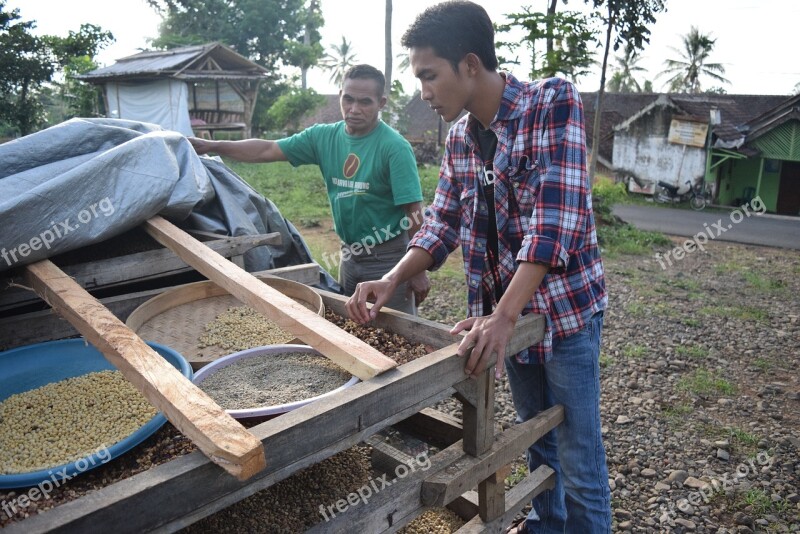 Coffee Indonesian Coffee Coffee Farm Indonesian Cafe