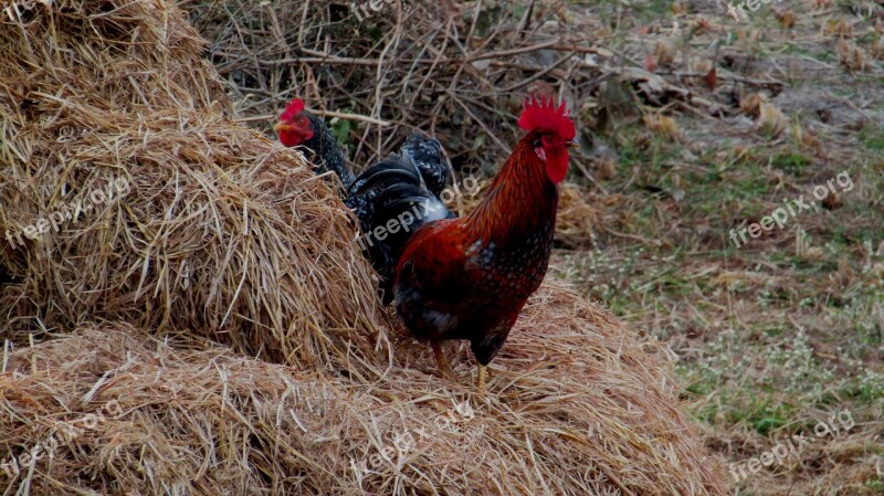 Hen Haystack Rooster Chicken Farm