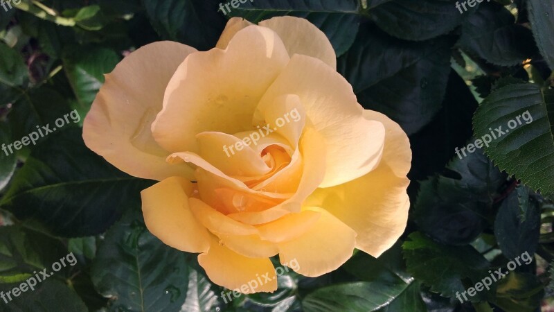 Rose Roses Rubella Bud Pink