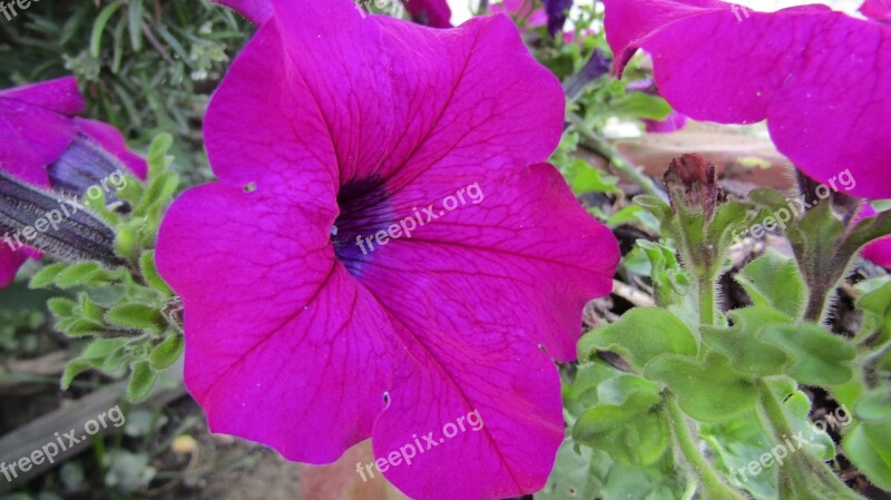 Violet Flower Purple Flowers Purple Flower Petals