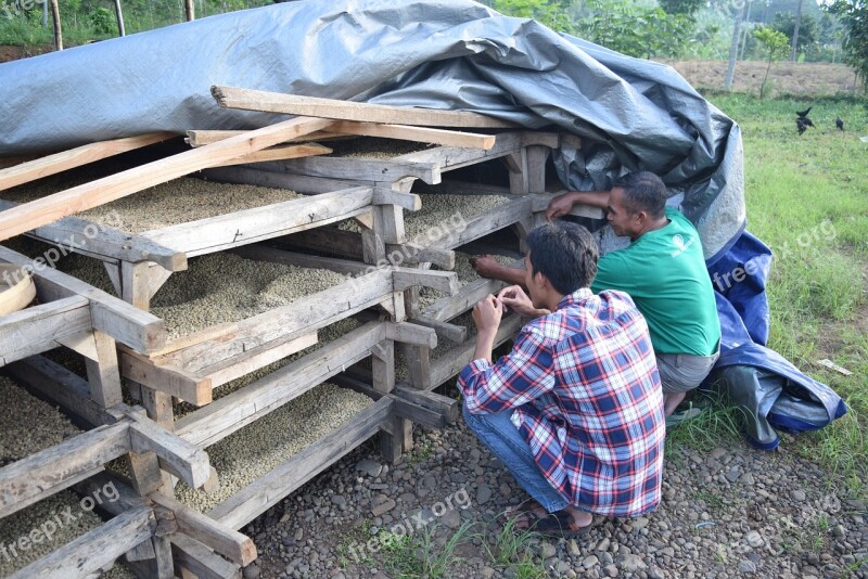 Coffee Indonesian Coffee Coffee Farm Indonesian Cafe