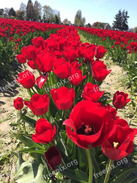 Tulip Biodiversity Flowers Beauty Pollen