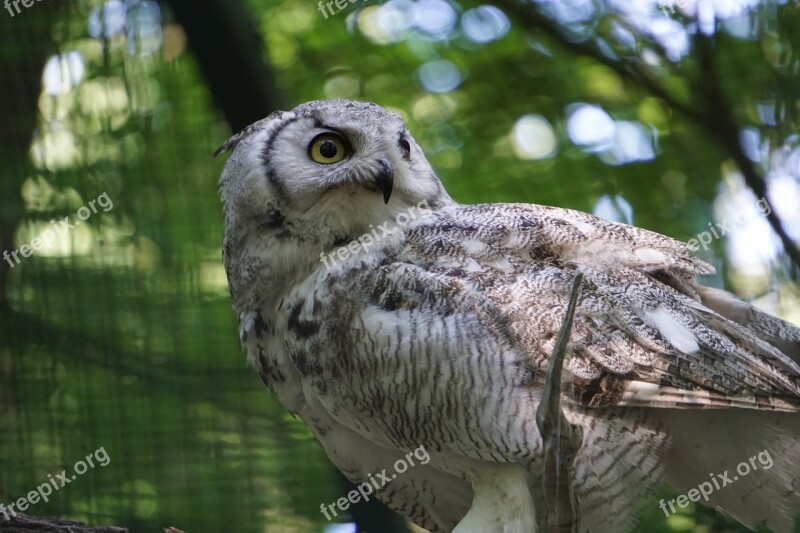 Owl Zoo Forest Animal Bird Nature