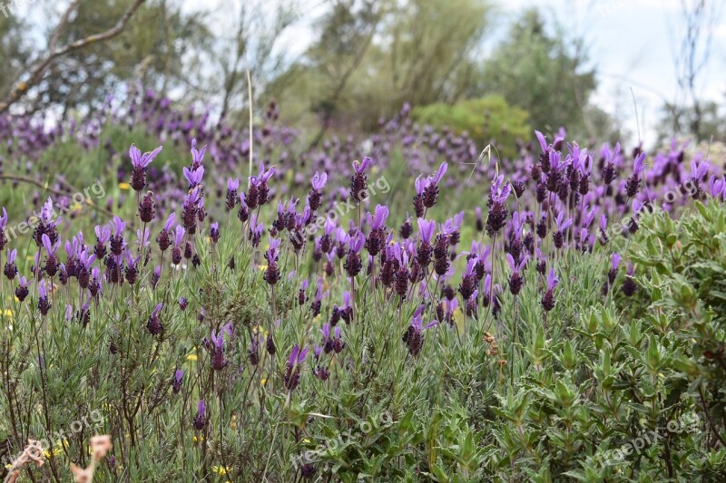 Flowers Spring Flower Spring Nature Nature