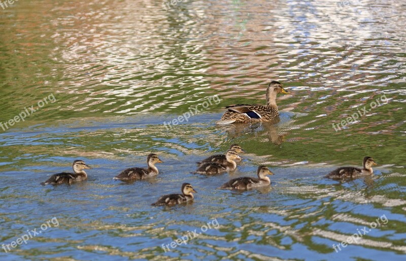 Duck Snipes Duckling Wild Ducks Nature