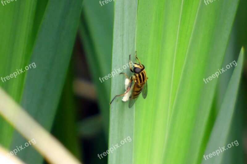 Nature Insect Wasp Green Animal