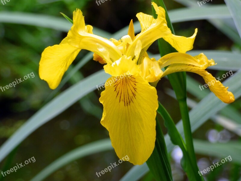 Iris Blossom Bloom Swamp Iris Iridaceae