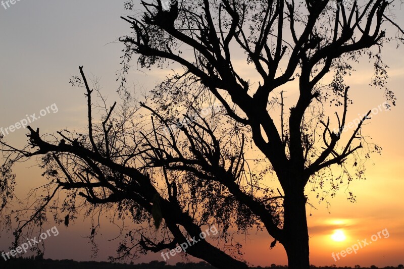 Sunset Golden Hour Silhouette Nature Sun