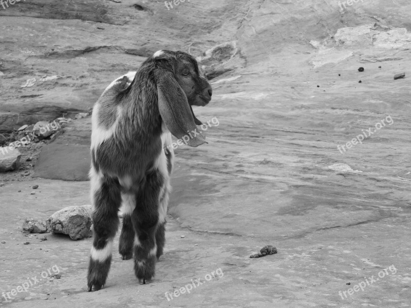 Goat Petra Jordan Desert Animal