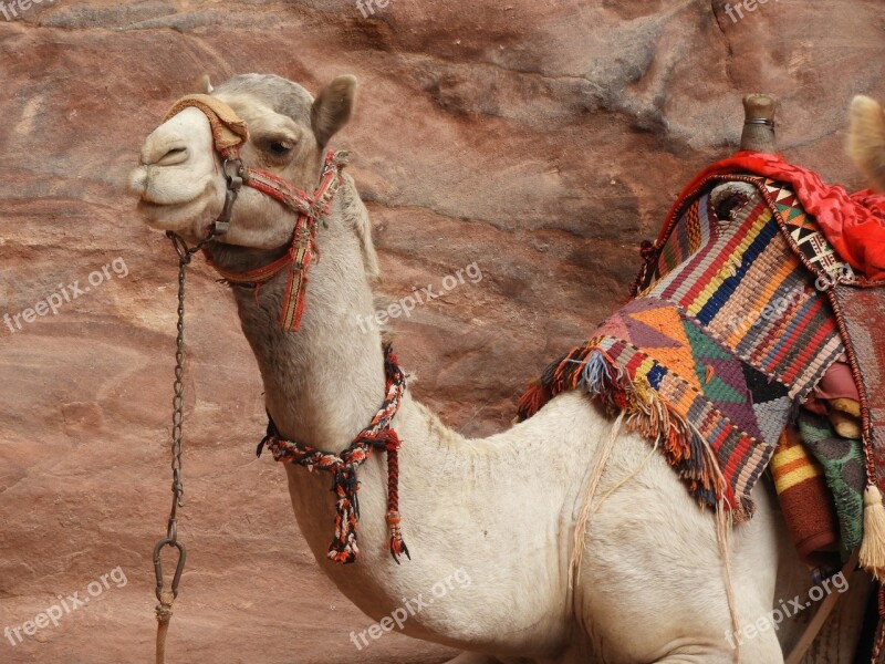 Petra Jordan Camel Travel Arabian