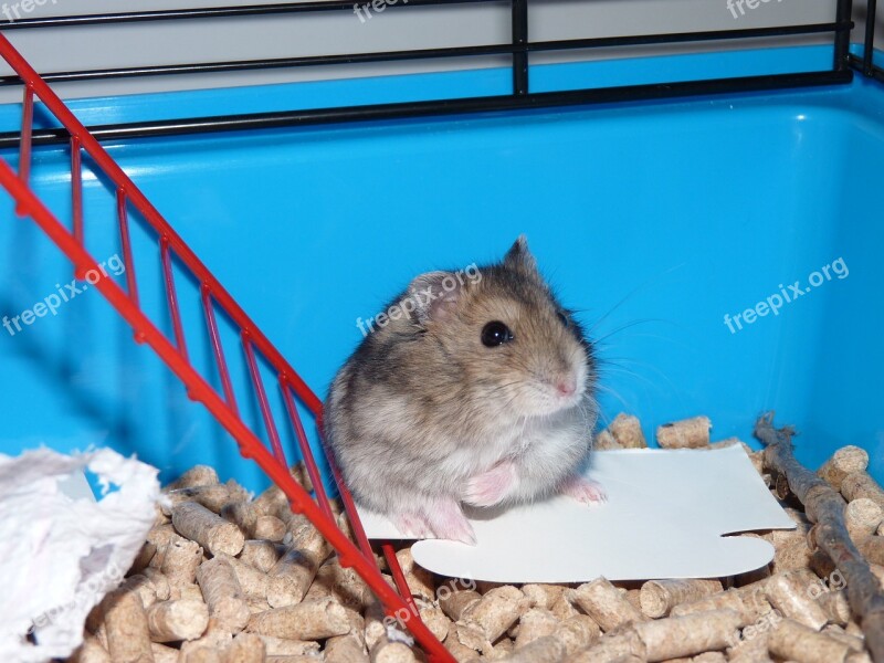 Hamster Cage Cute Animal Pet