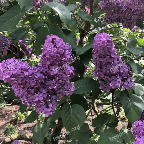 Lilac Blossom Bloom Purple Lilac Tree