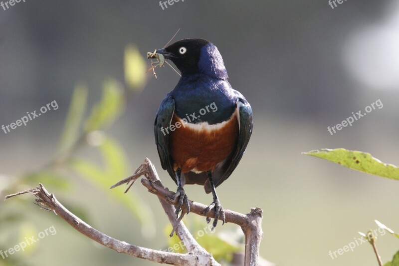 Bird Tanzania Africa Wildlife Nature