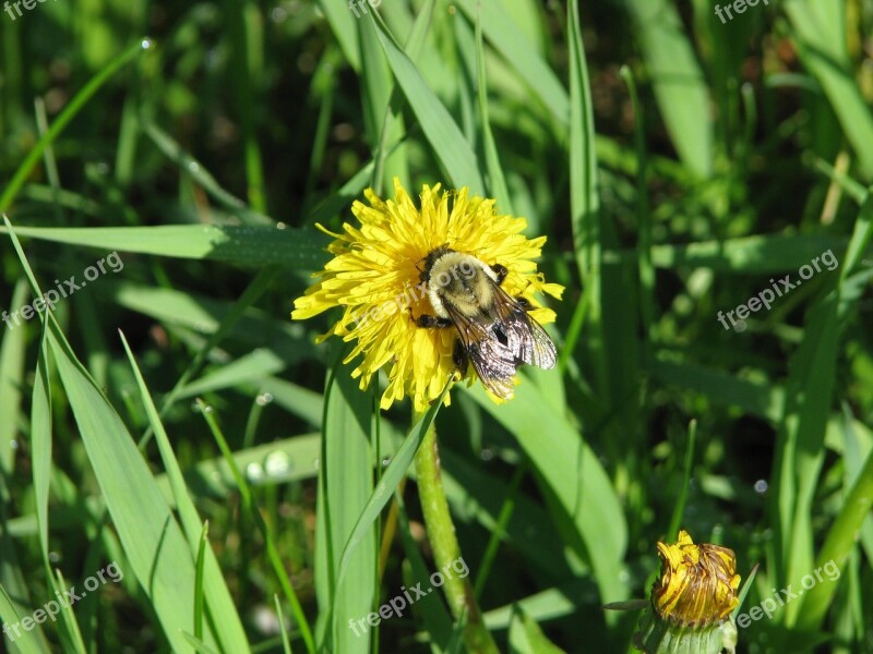 Rusty Patched Bumblebee Bombus Affinis Endangered Moneymore Ontario