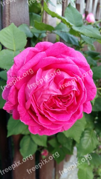 Flower Garden Spring Rosa Fuchsia