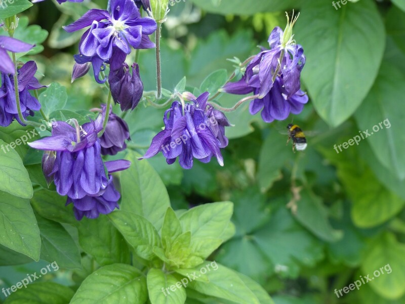 Columbine Flower Hummel Blossom Bloom