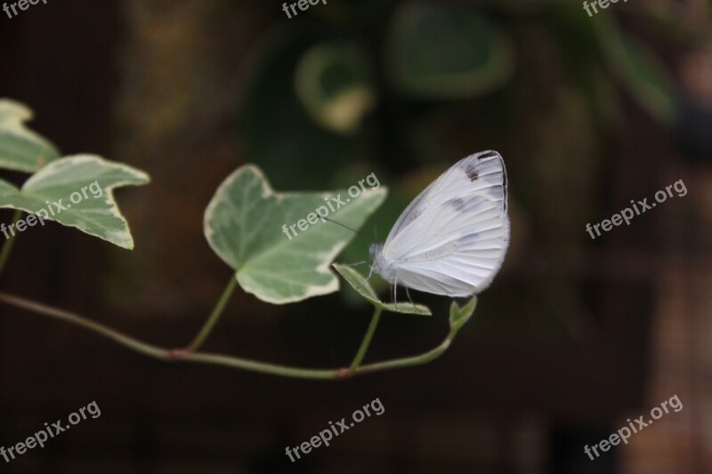 Butterfly Insects Nature White Butterfly The White One