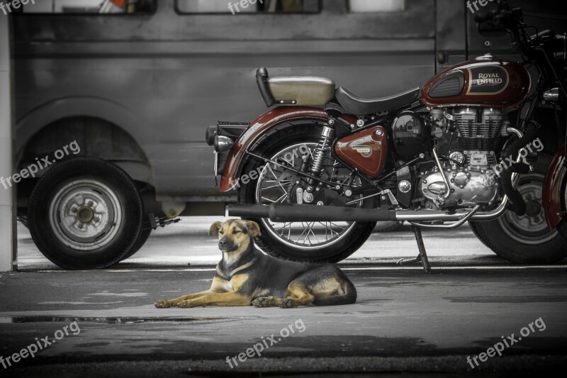 Bike Royal Enfield Dog Free Photos