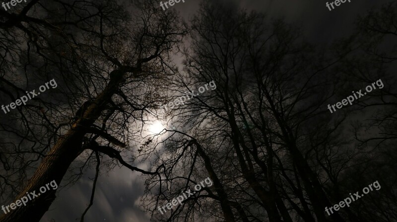 Moonlight Forest Night Background Full Moon