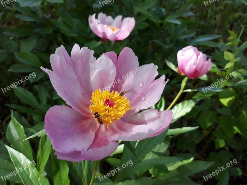 Skin Peonies Nature Flowers The