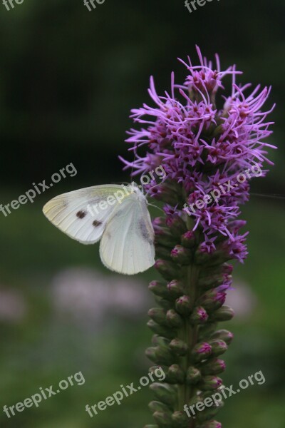 Flowers Butterfly Nature Insects Plants