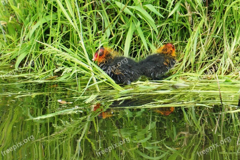 Coot Fledglings Spring Ditch Waterhoentje