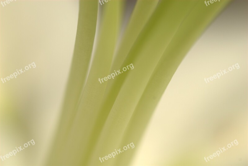 Stems Flower Plant Green Free Photos