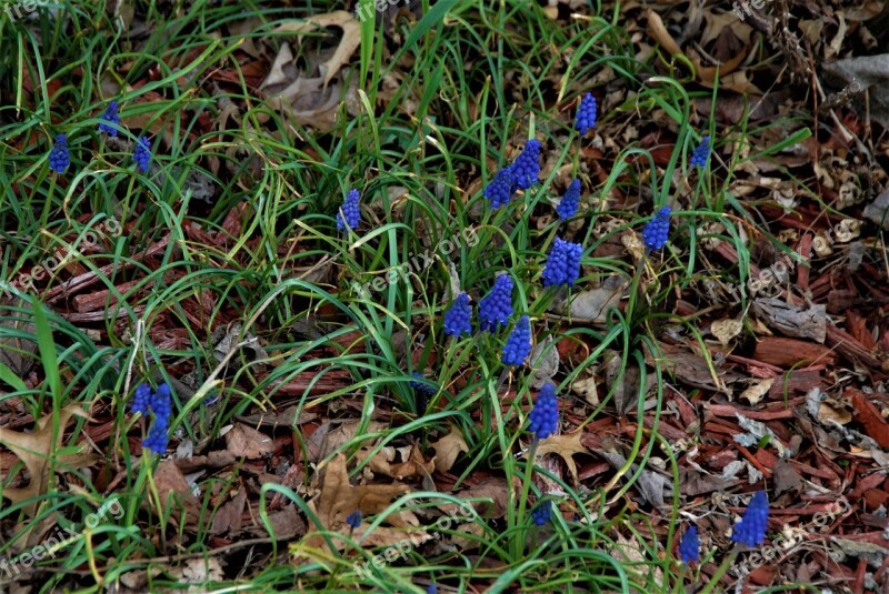 Flower Forget-me-not Delicate Wild Spring