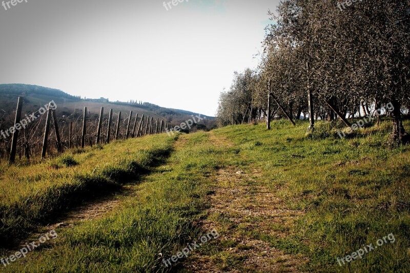 Outdoor Landscape Vineyard Olives Olive Tree