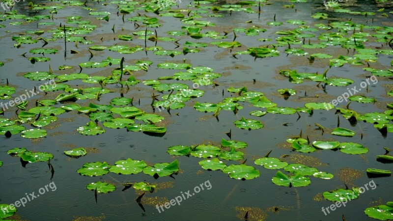 Pond Raindrops Trickle A Rainy Day Lotus Leaf