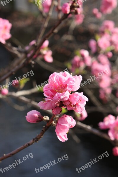 Peach Blossoms Waterside Free Photos