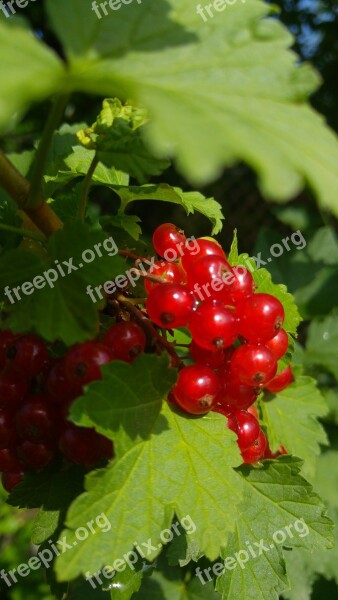 Ribes Fruit Red Organic Free Photos