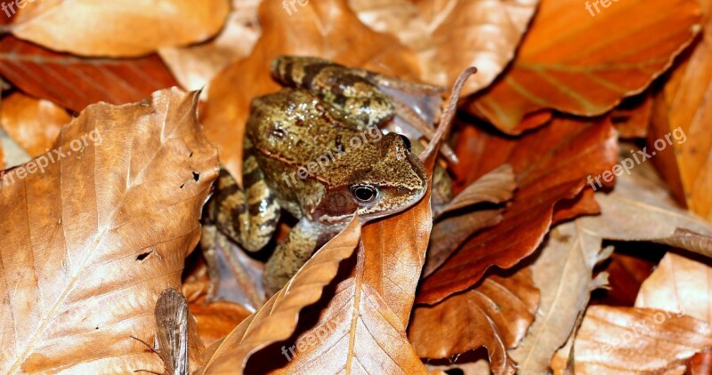 The Frog Toad Las Autumn Foliage Autumn Gold