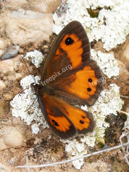 Butterfly Pyronia Bathseba Lobito List Cintada Saltabardisses Free Photos