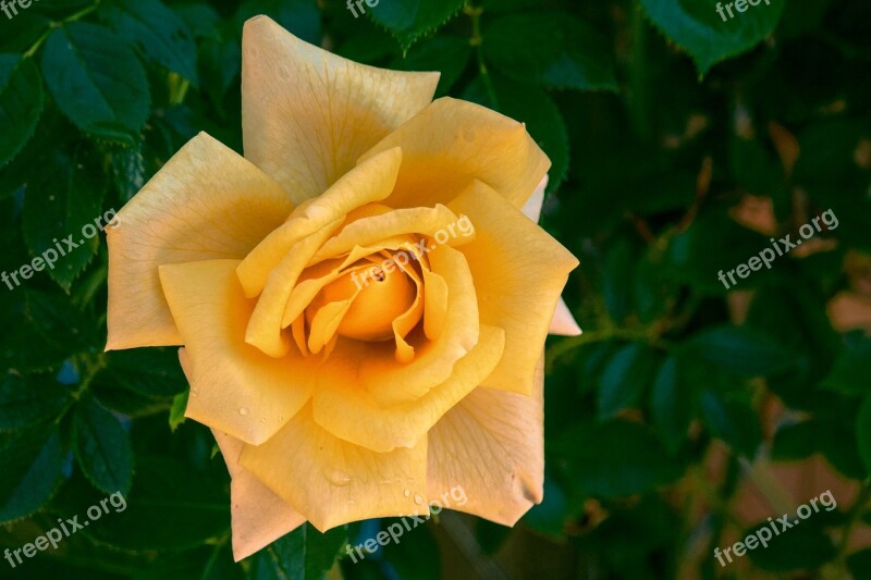 Rose Yellow Blossom Bloom Yellow Rose