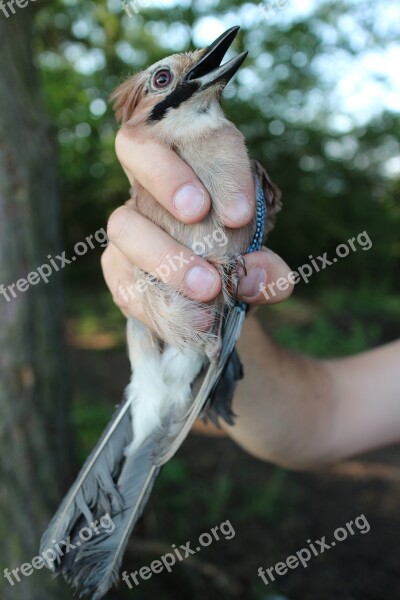 Jay Obrączkowanie Bird Free Photos