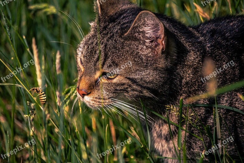 Cat Meadow Wasp Domestic Cat Mackerel