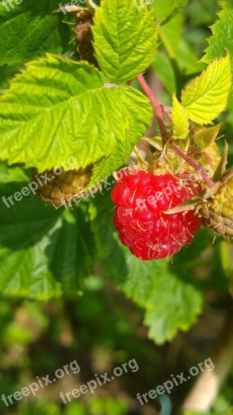 Raspberry Fruit Red Organic Free Photos