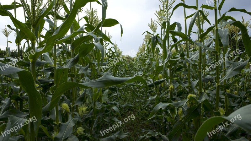 Field Corn Food Cone Green