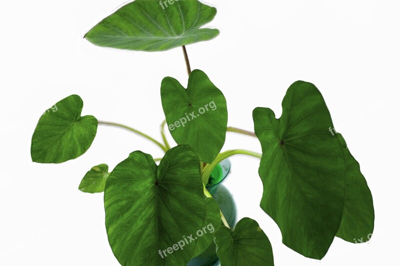 Elephant Ears Plant Leaf Green Garden