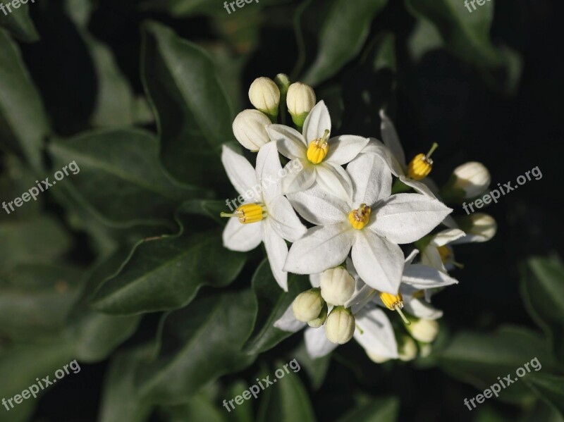 Jasmin Flowers White Fragrant Greenhouse Hydrangea