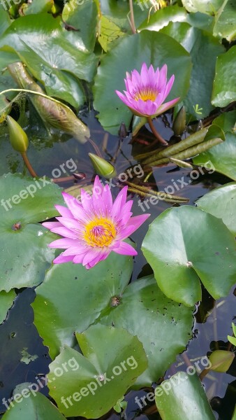 Nymphaea Alba Flower Purple Nymphaea Alba Free Photos